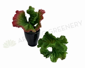 SP0397 Echeveria Mauna Loa 20cm 2 Colours mini ornamental plant  