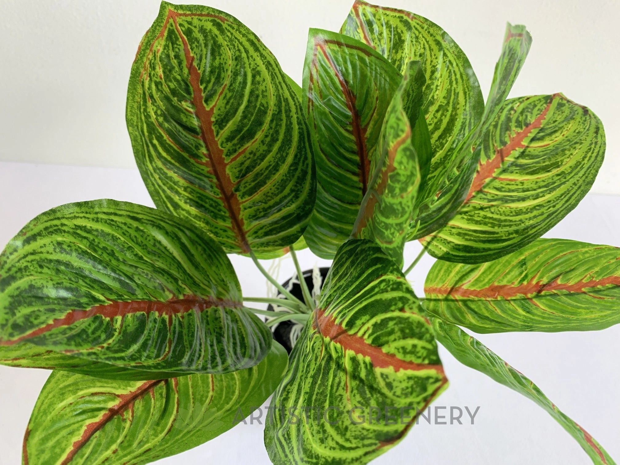 SP0398 Taro Plant (Red Veins) 24cm