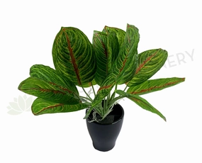 SP0398 Taro Plant (Red Veins) 24cm indoor plant stand  