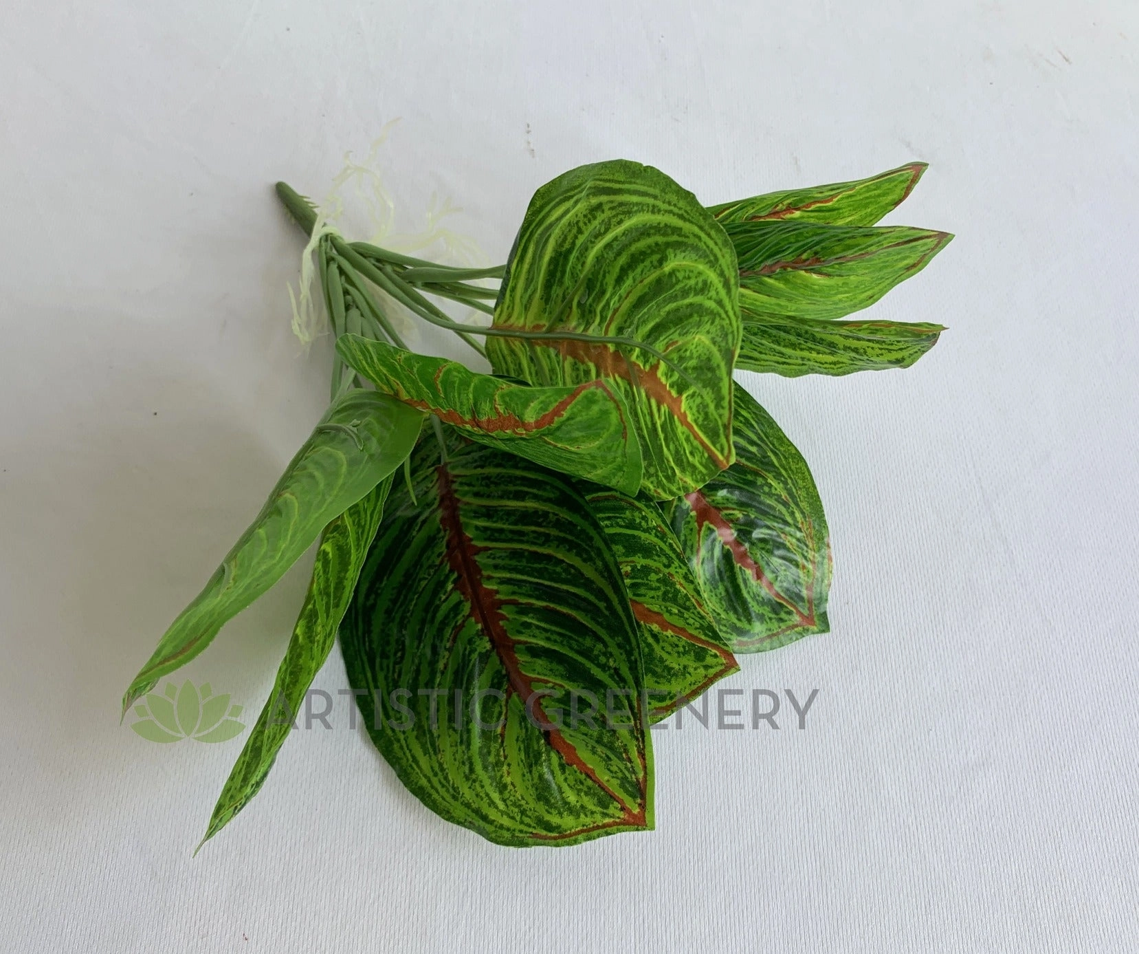 SP0398 Taro Plant (Red Veins) 24cm