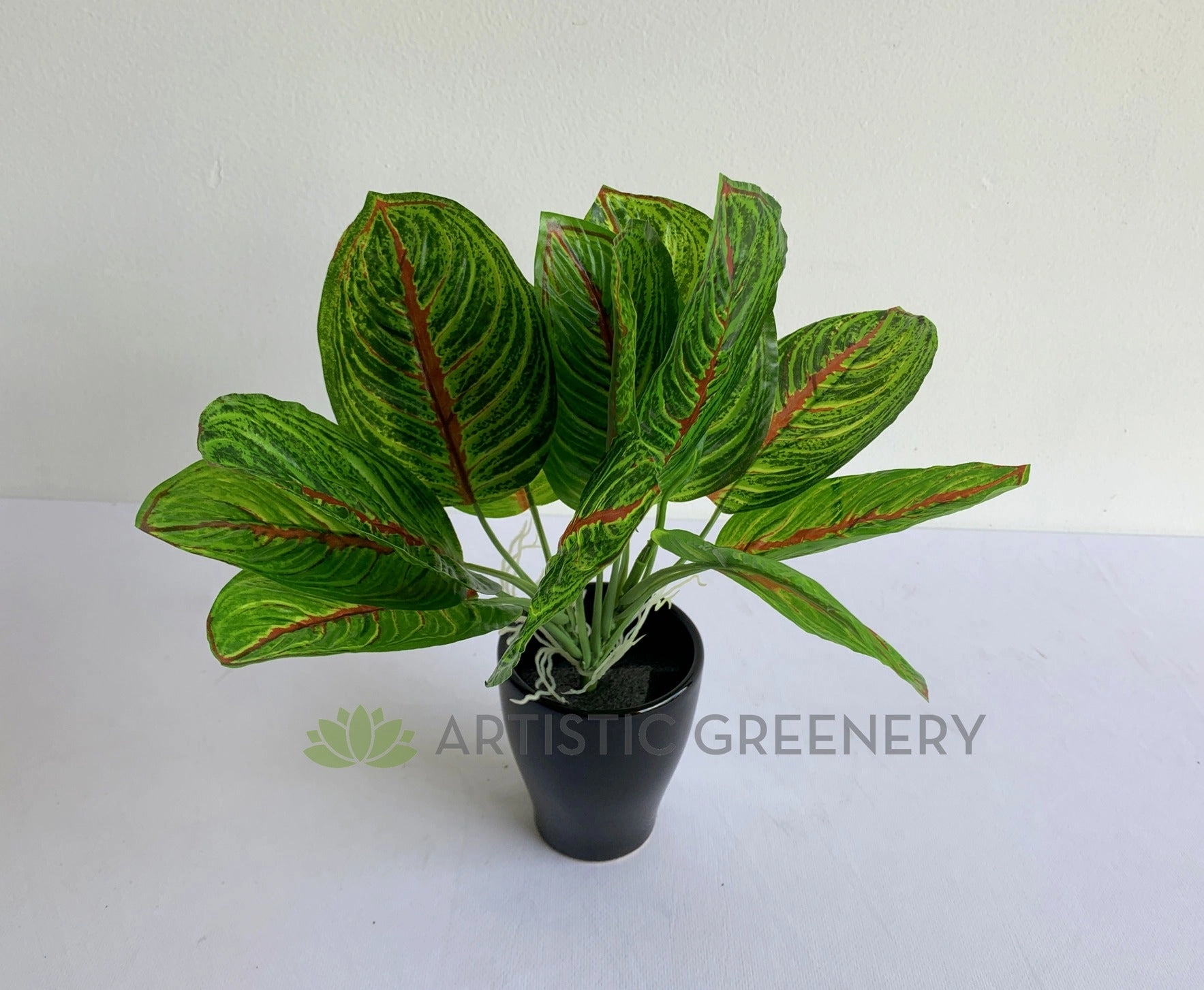 SP0398 Taro Plant (Red Veins) 24cm