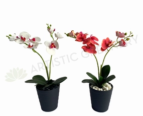 SP0400 Phalaenopsis Orchid with Leaves 54cm White / Pink indoor houseplants  