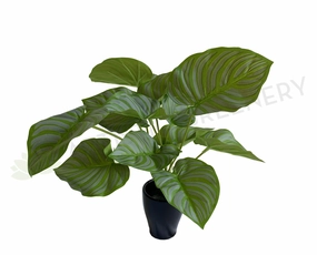 SP0401 Calathea Peacock Plant 32cm xl flower pot  
