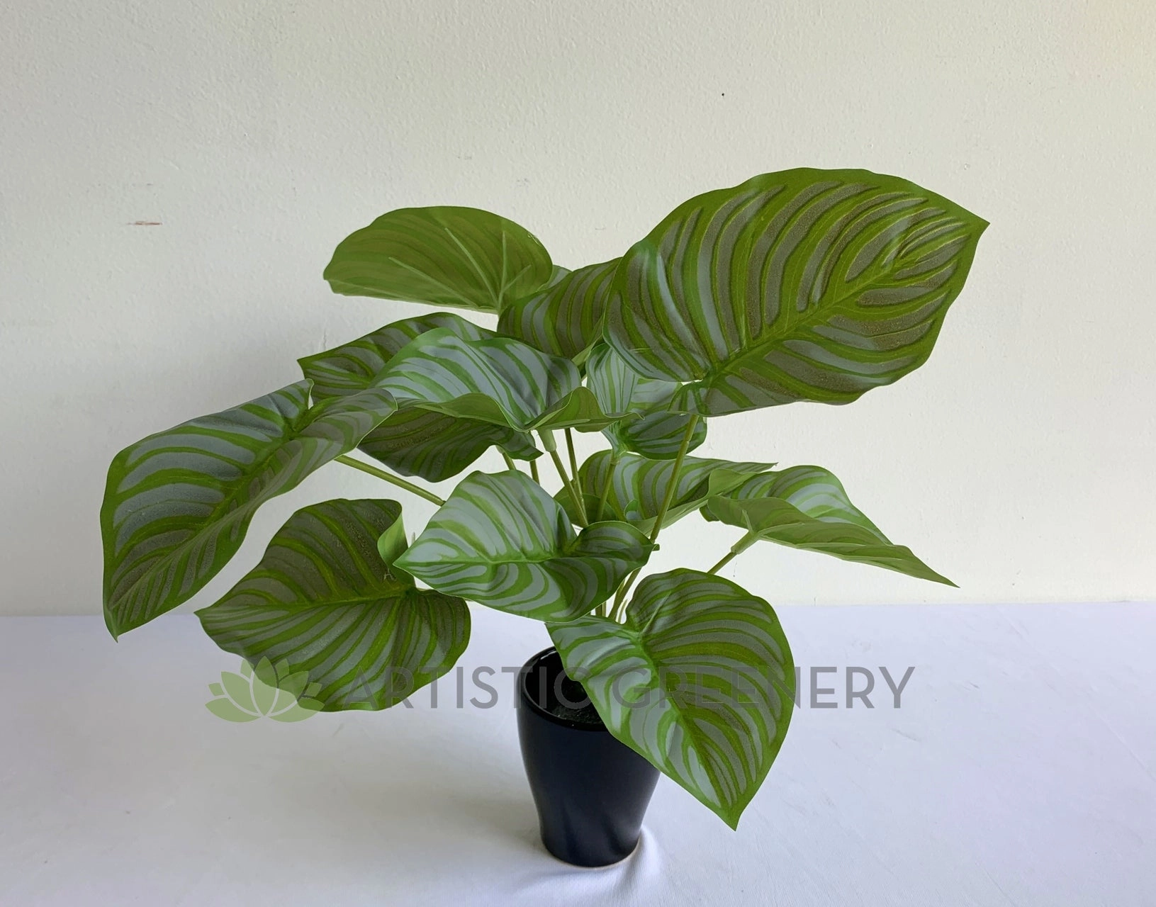 SP0401 Calathea Peacock Plant 32cm