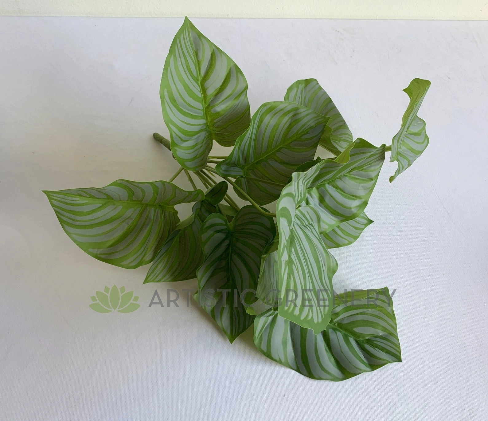 SP0401 Calathea Peacock Plant 32cm