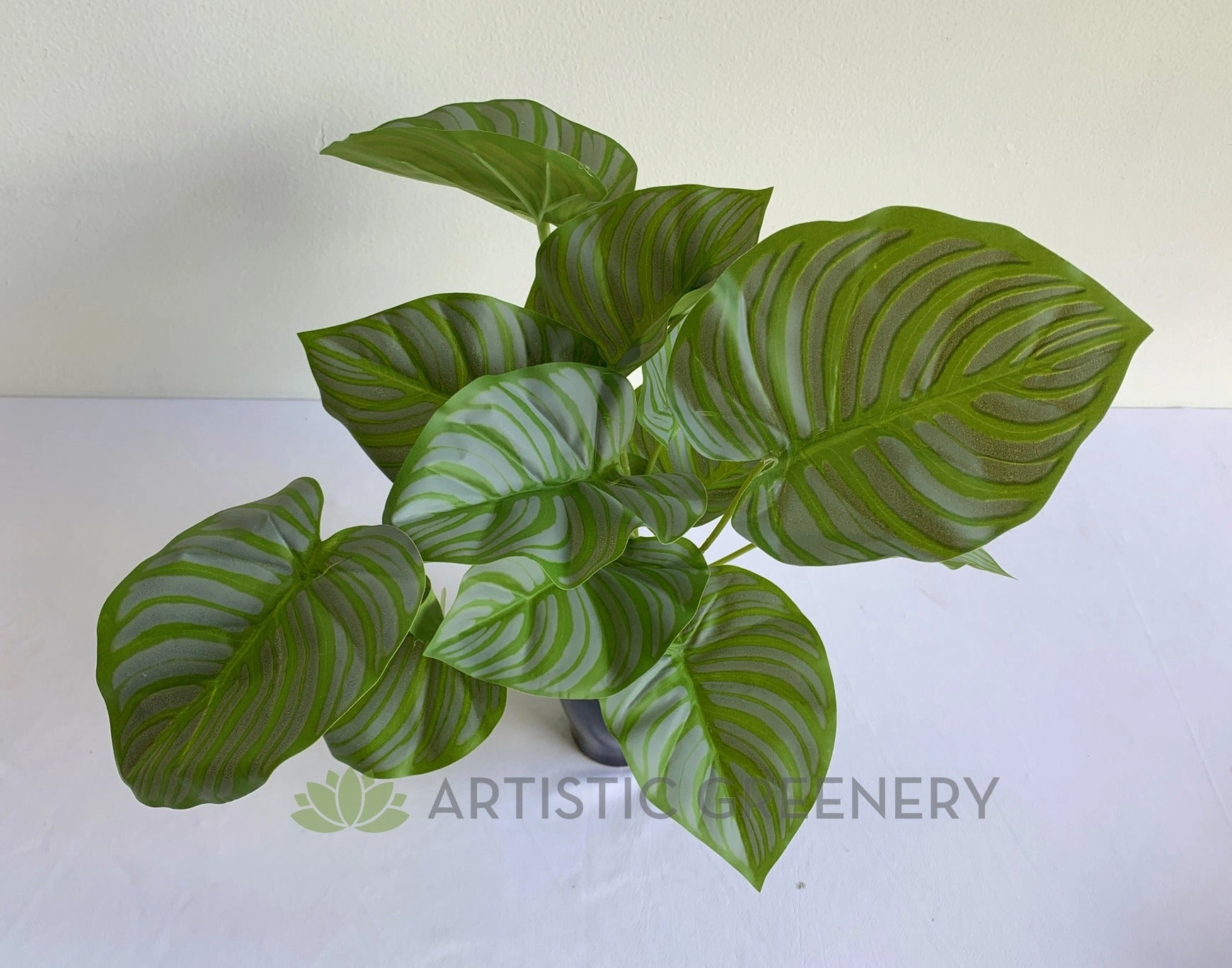 SP0401 Calathea Peacock Plant 32cm