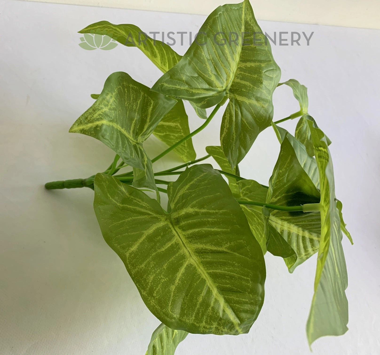 SP0403 Caladium Plant 32cm