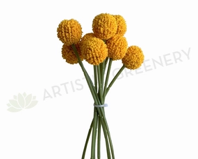 SP0406 Craspedia / Billy Button 24cm Yellow indoor houseplants  