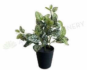 SP0407 Polka Dot Plant 43cm xl flower pot  