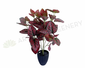 SP0407R Hypoestes / Red Polka Dot Plant 43cm indoor plant stand  