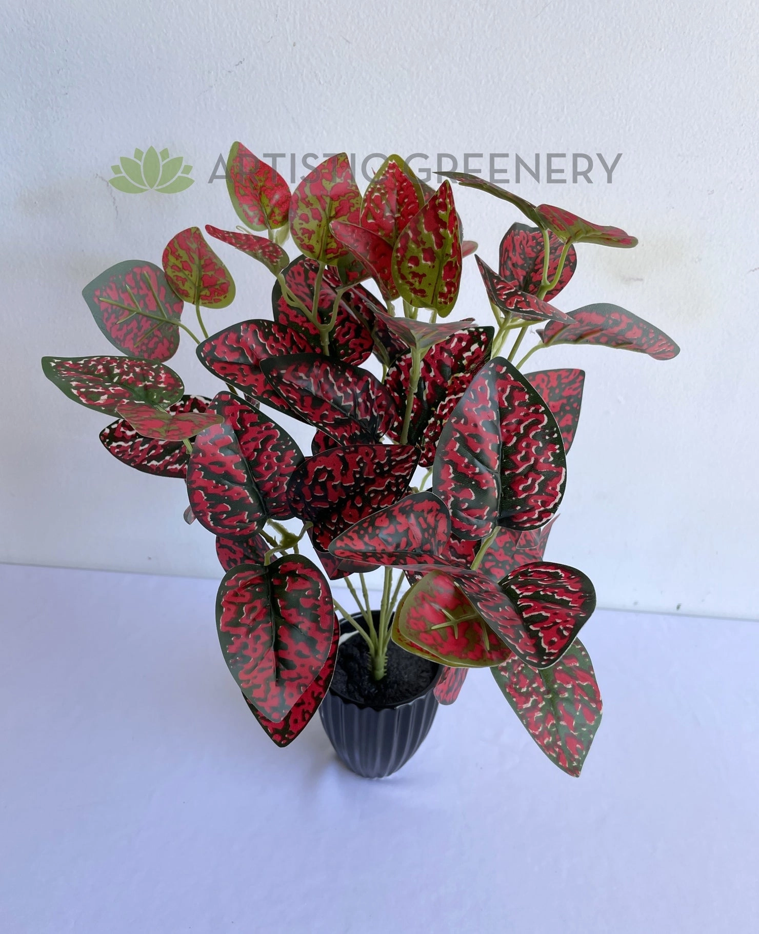 SP0407R Hypoestes / Red Polka Dot Plant 43cm