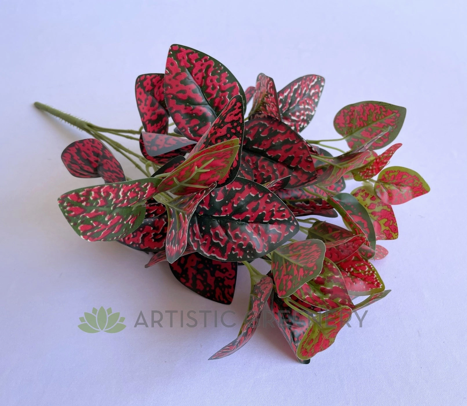 SP0407R Hypoestes / Red Polka Dot Plant 43cm