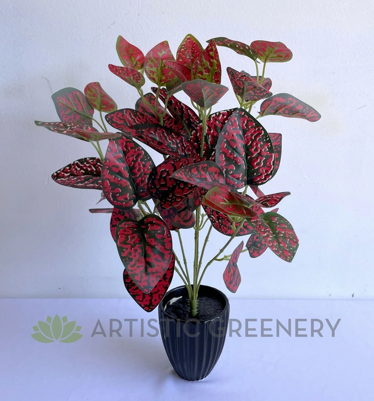 SP0407R Hypoestes / Red Polka Dot Plant 43cm