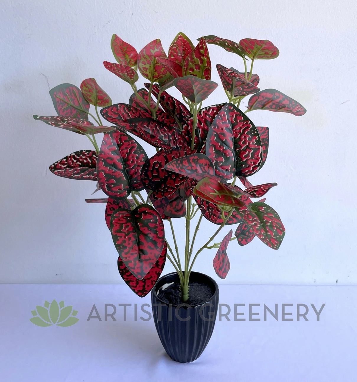 SP0407R Hypoestes / Red Polka Dot Plant 43cm