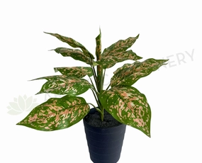 SP0410 Red Dieff. Plant 39cm indoor plant stand  