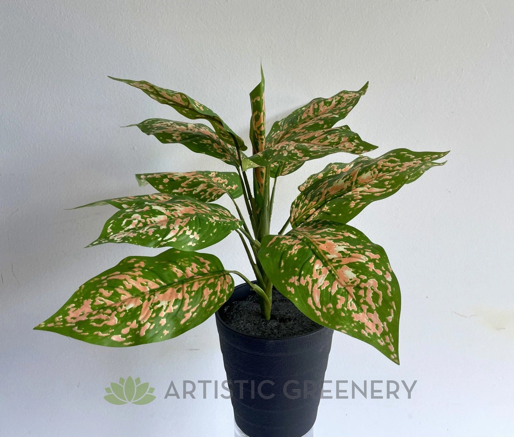 SP0410 Red Dieff. Plant 39cm