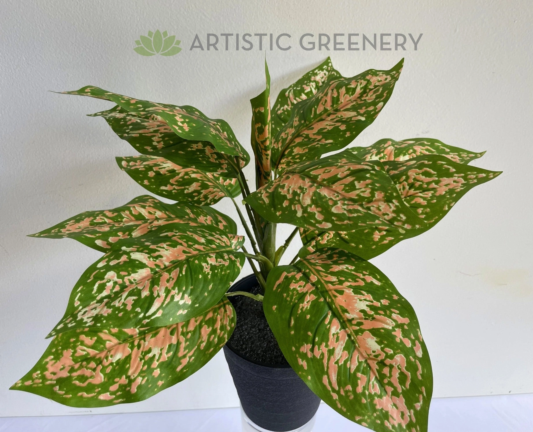 SP0410 Red Dieff. Plant 39cm