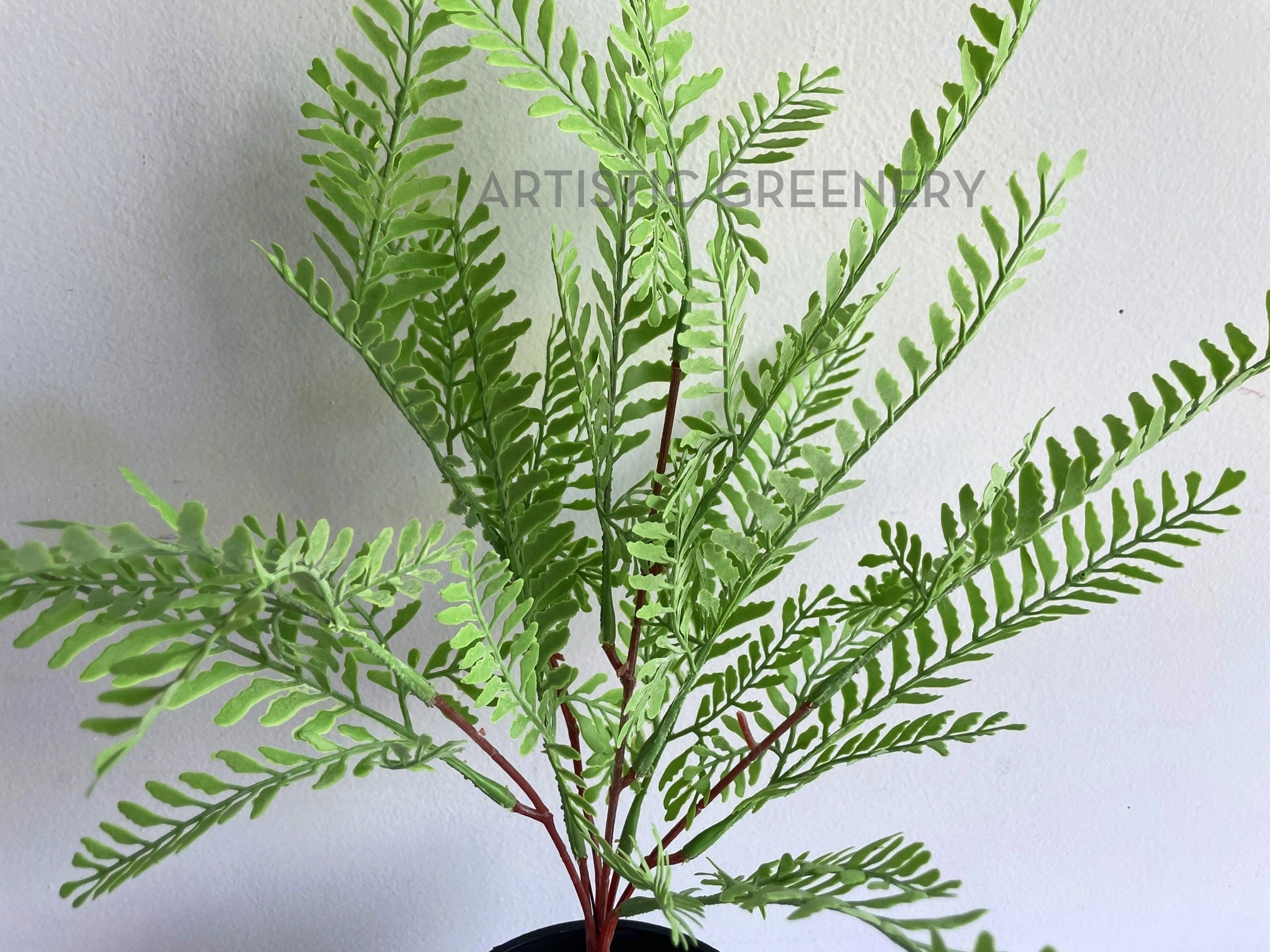 SP0414XS Shame Plant (Mimosa) / Fern 54cm