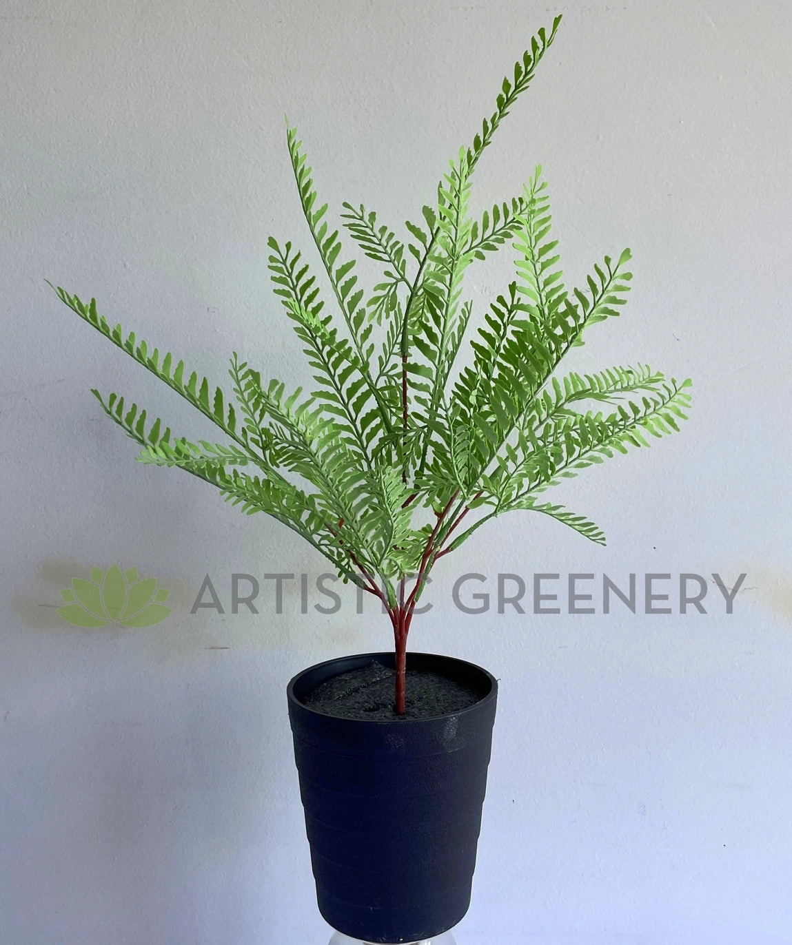SP0414XS Shame Plant (Mimosa) / Fern 54cm