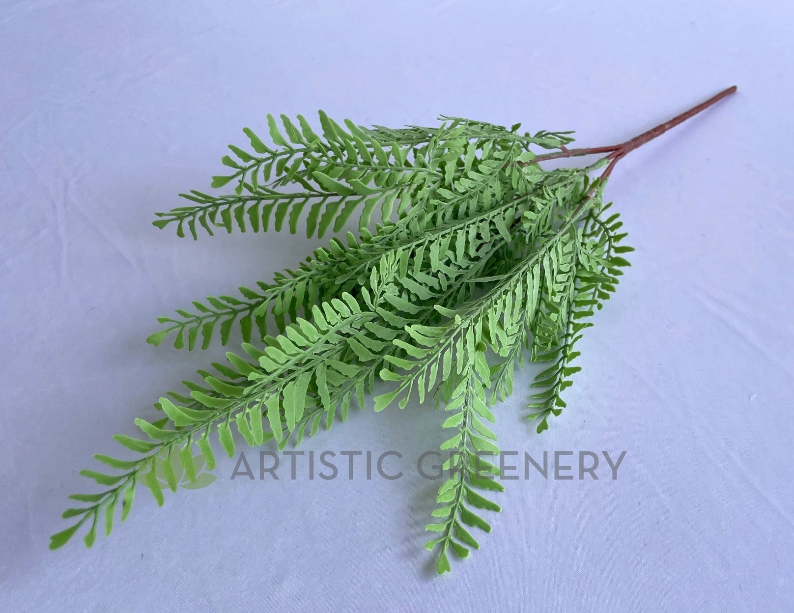 SP0414XS Shame Plant (Mimosa) / Fern 54cm