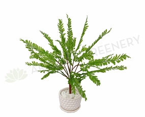 SP0414XS Shame Plant (Mimosa) / Fern 54cm xl flower pot  
