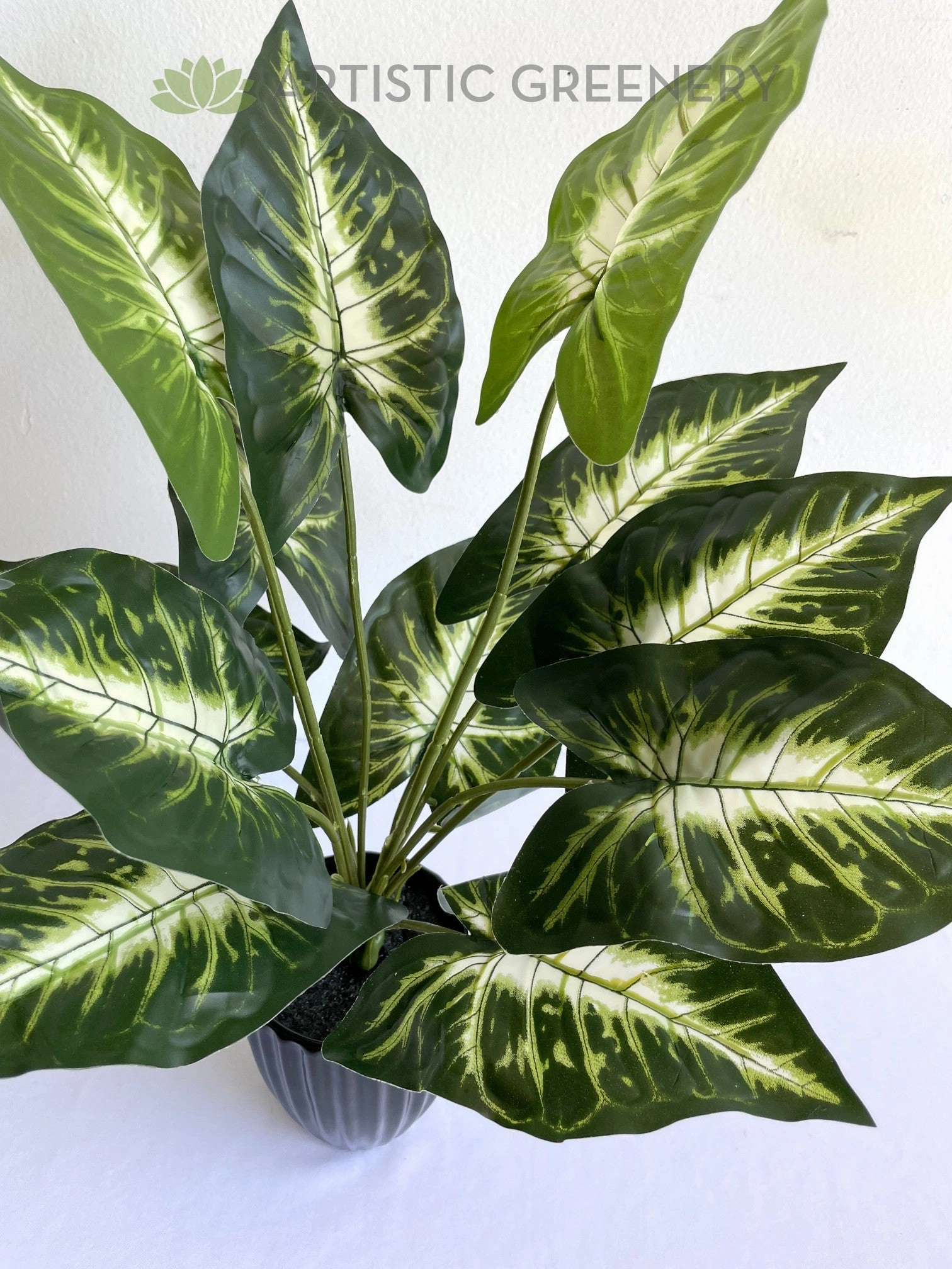 SP0421 Caladium Plant 38cm