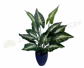 SP0421 Caladium Plant 38cm xl flower pot  