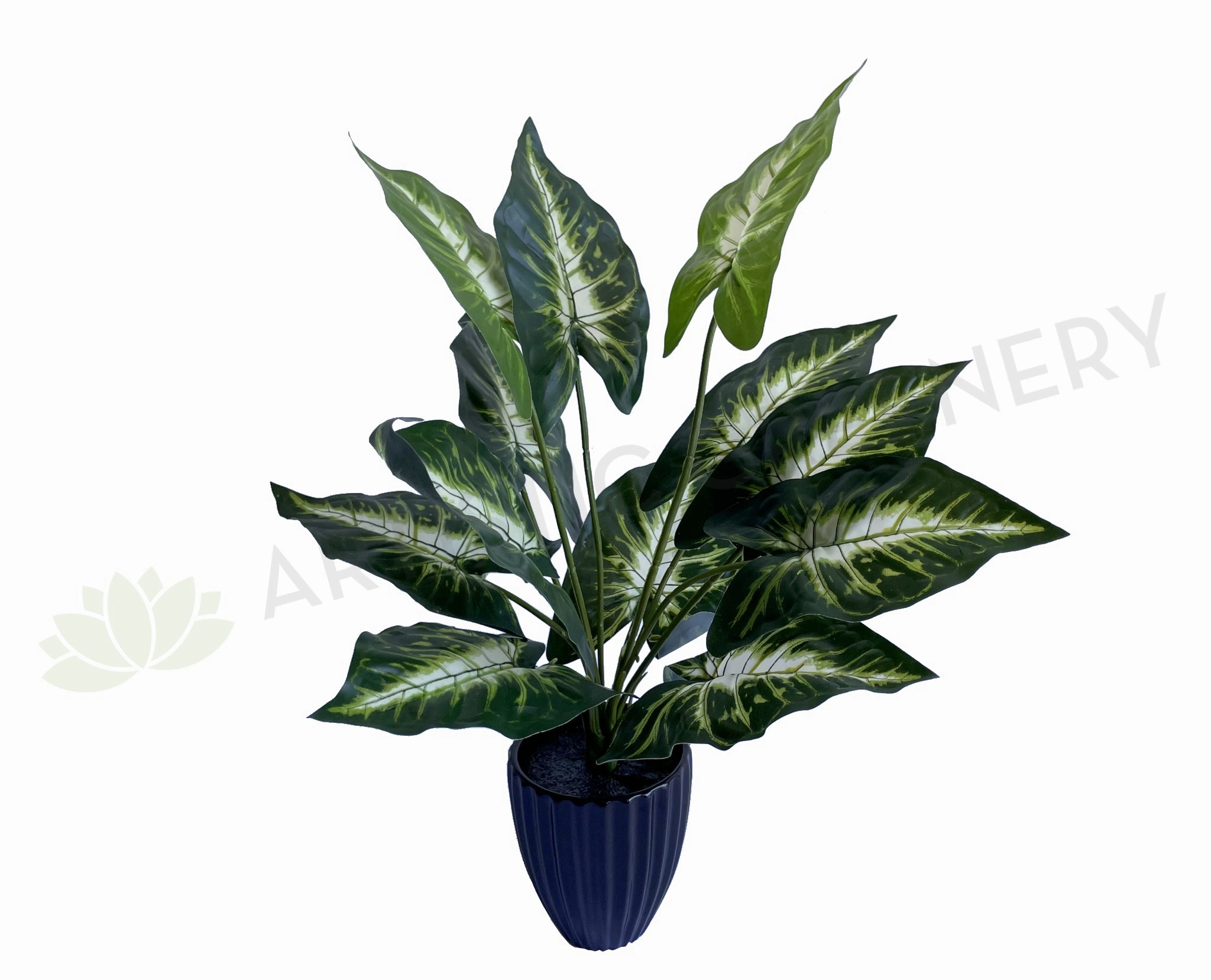 SP0421 Caladium Plant 38cm xl flower pot  