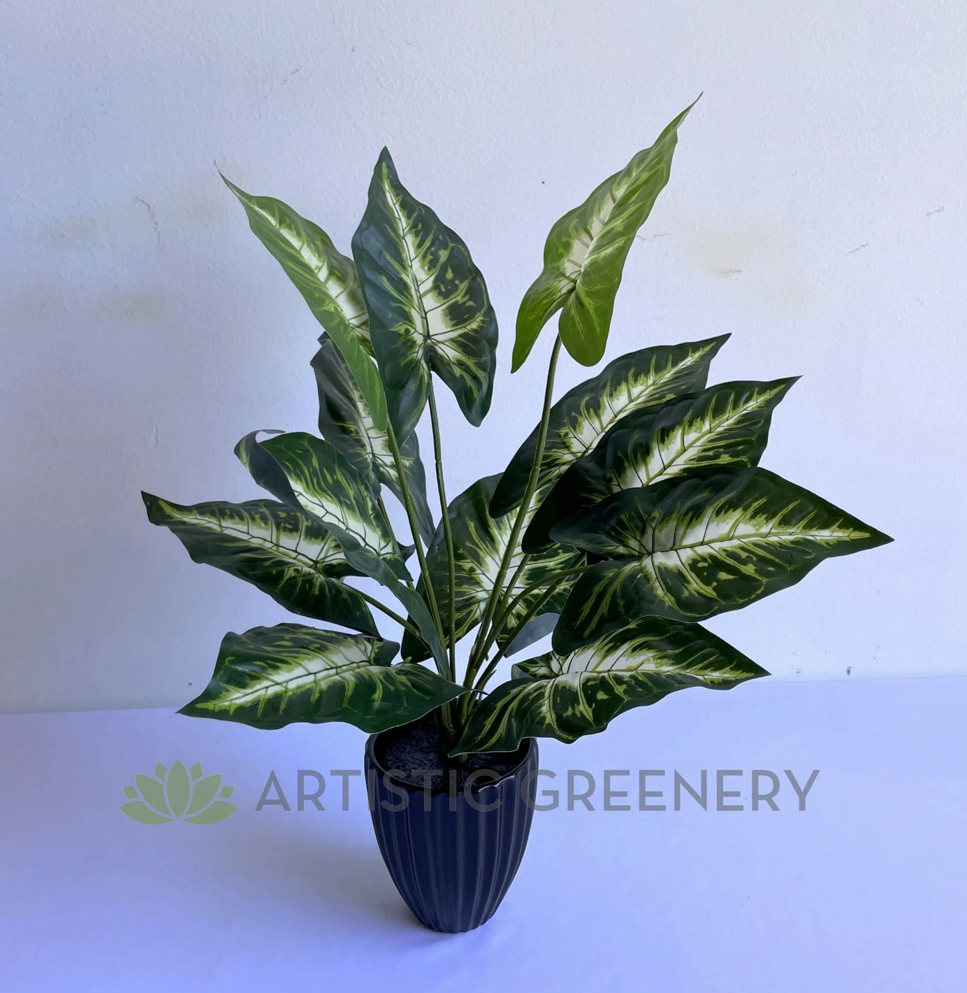 SP0421 Caladium Plant 38cm