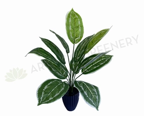 SP0422 Aglaonema / Chinese Evergreen Plant 42cm xl flower pot  