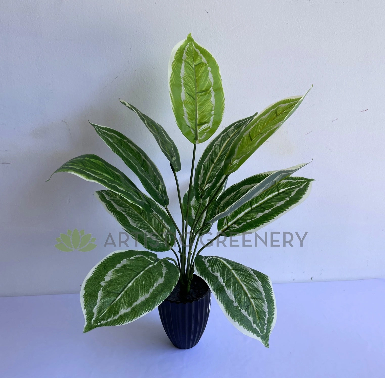 SP0422 Aglaonema / Chinese Evergreen Plant 42cm