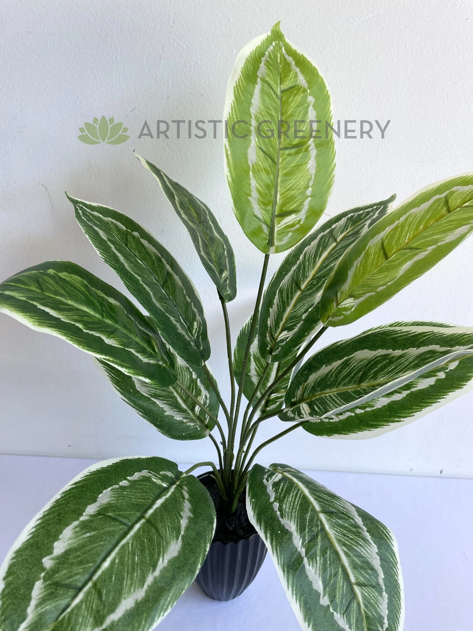 SP0422 Aglaonema / Chinese Evergreen Plant 42cm