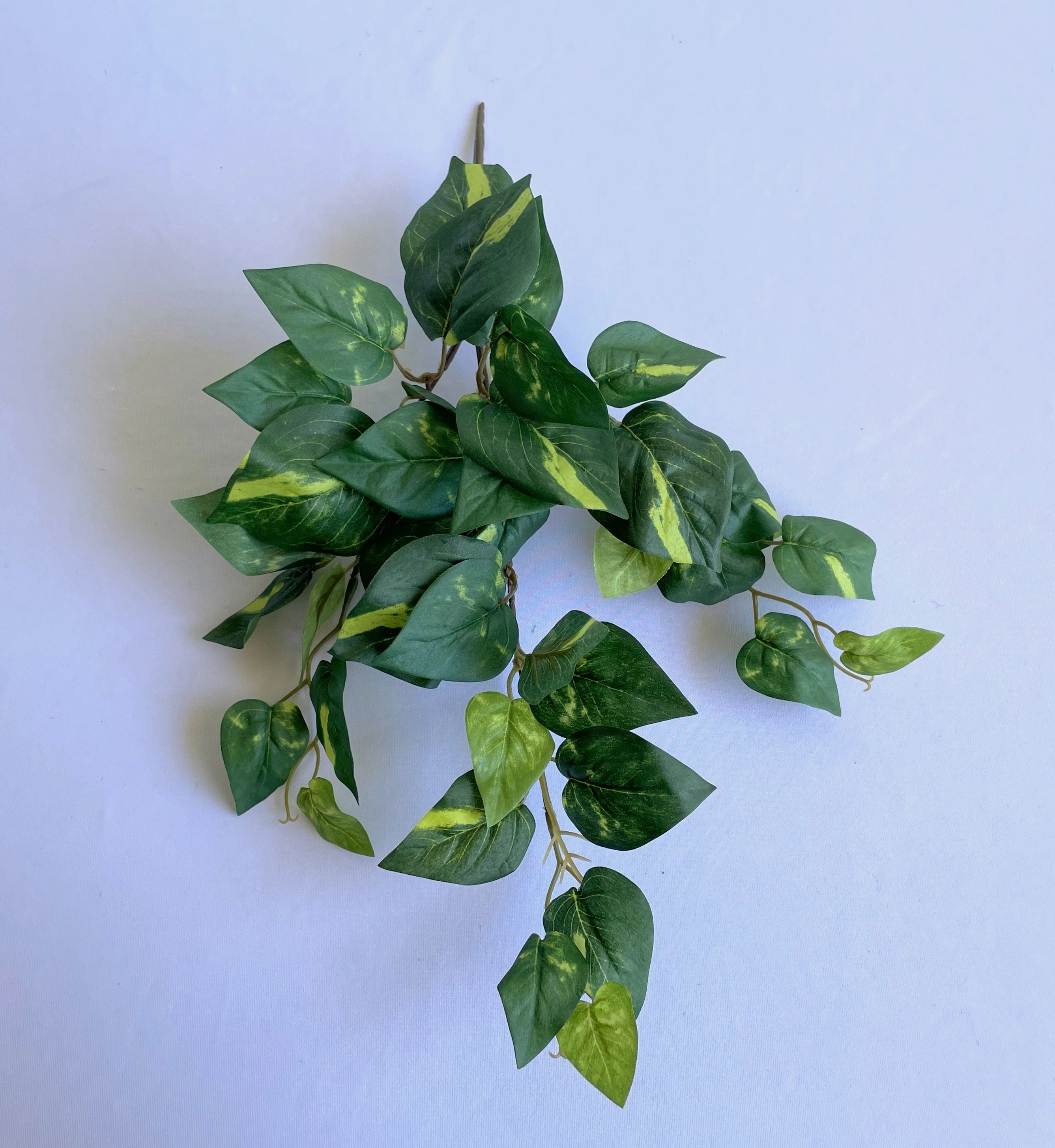 SP0423 Golden Pothos / Devil's Ivy Bunch 41cm