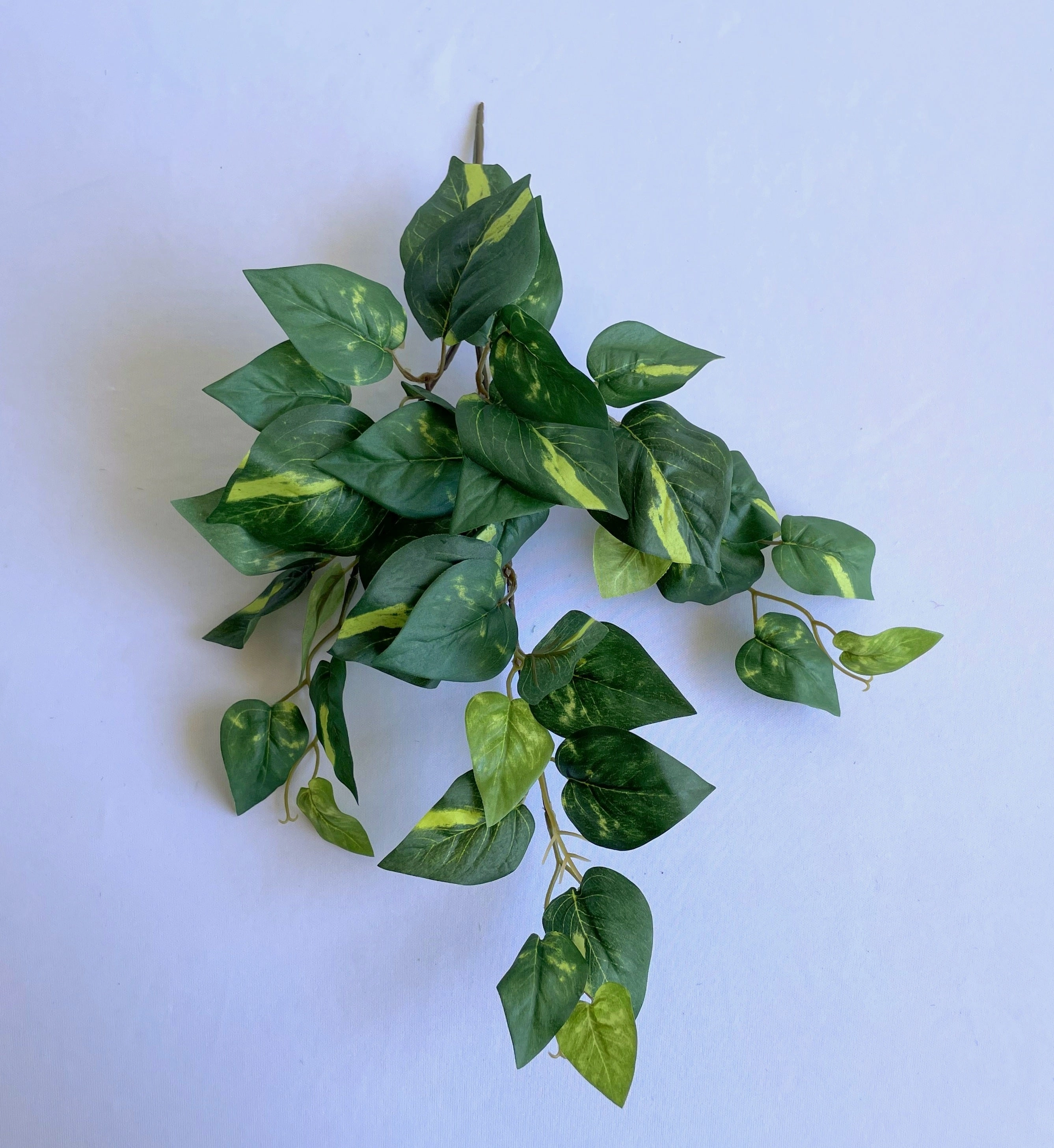 SP0423 Golden Pothos / Devil's Ivy Bunch 41cm