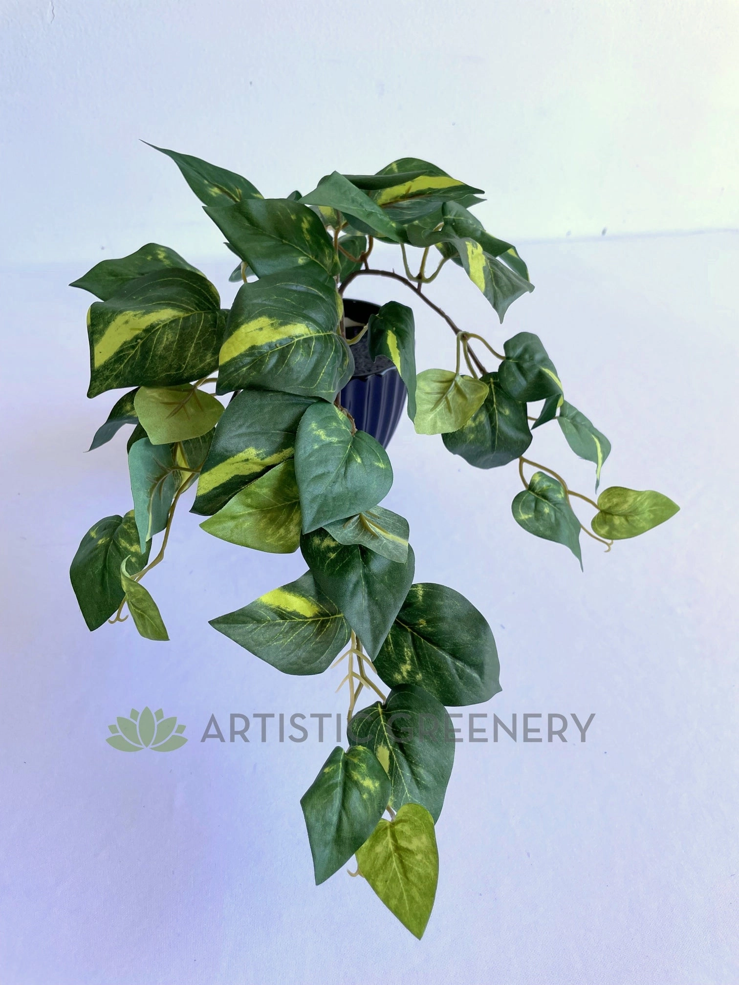 SP0423 Golden Pothos / Devil's Ivy Bunch 41cm