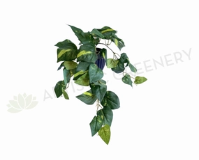 SP0423 Golden Pothos / Devil's Ivy Bunch 41cm xl flower pot  