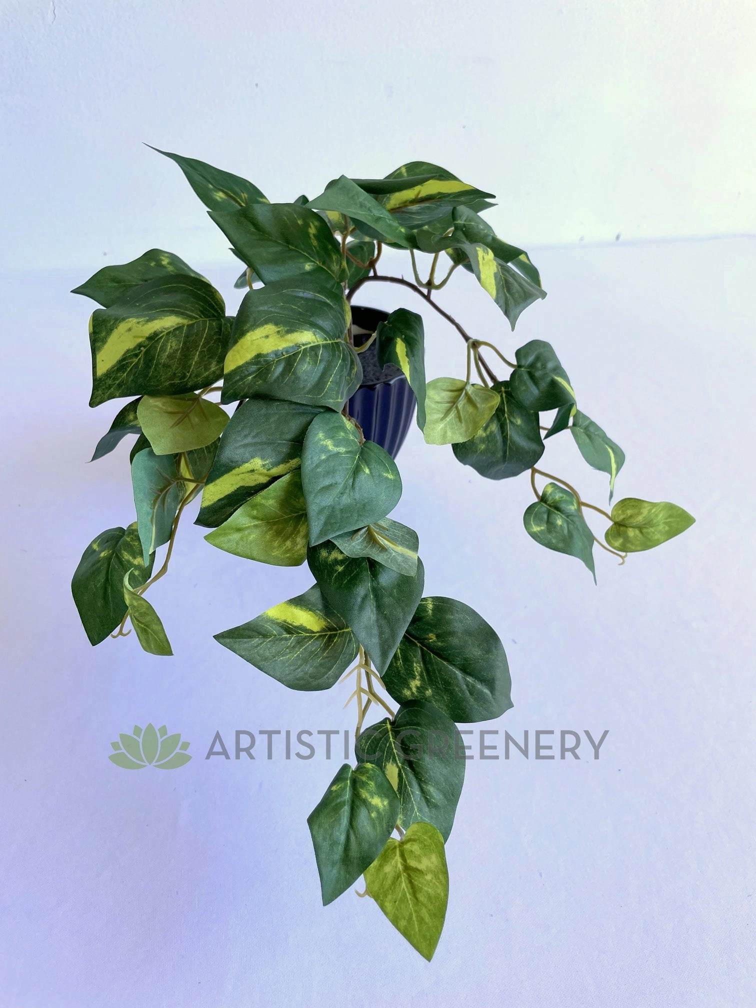 SP0423 Golden Pothos / Devil's Ivy Bunch 41cm
