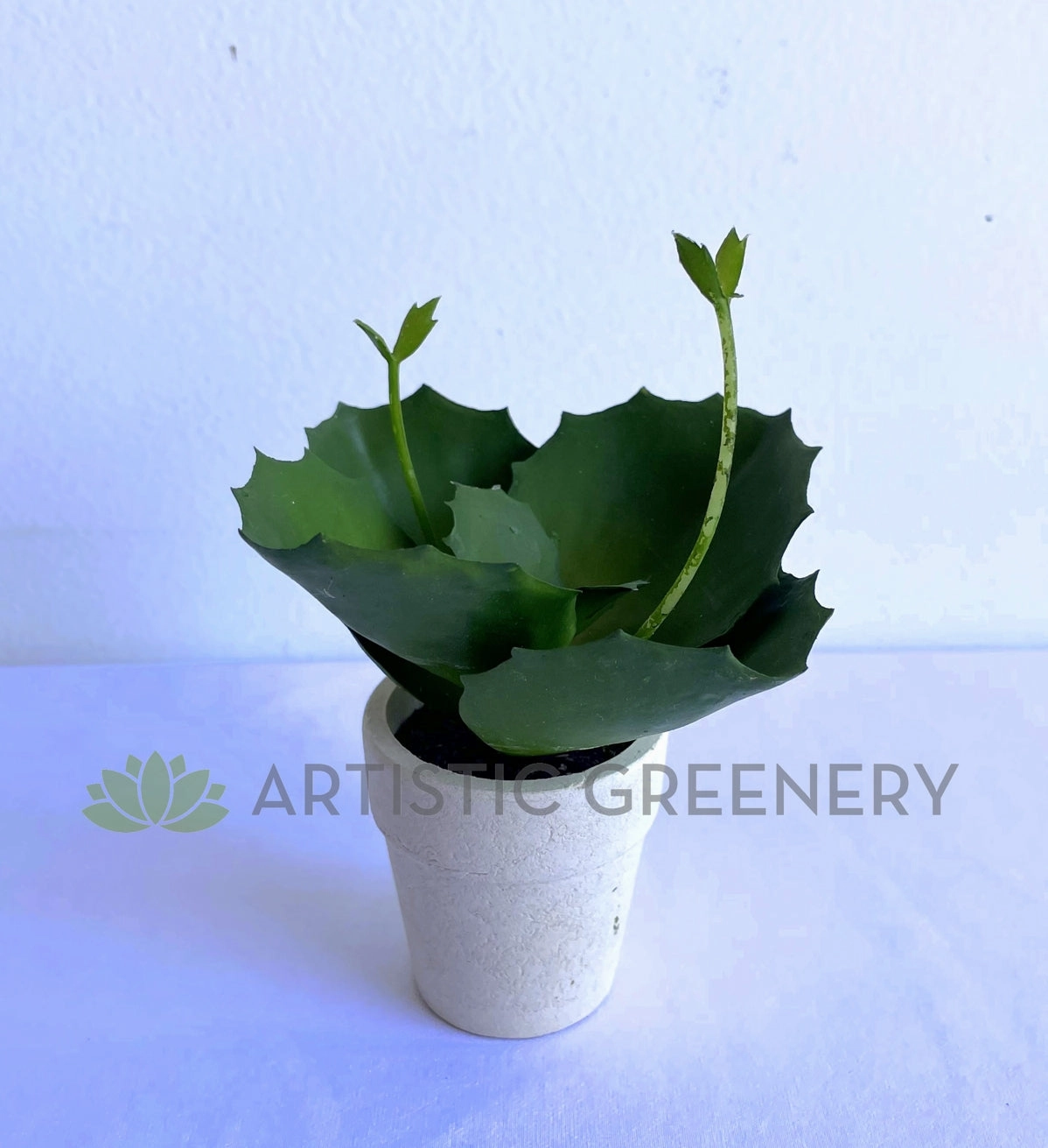 SP0426 Mini Potted Succulent 14cm