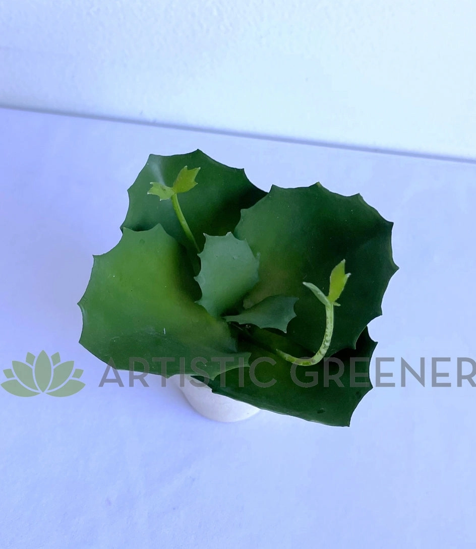 SP0426 Mini Potted Succulent 14cm