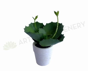 SP0426 Mini Potted Succulent 14cm indoor plant stand  