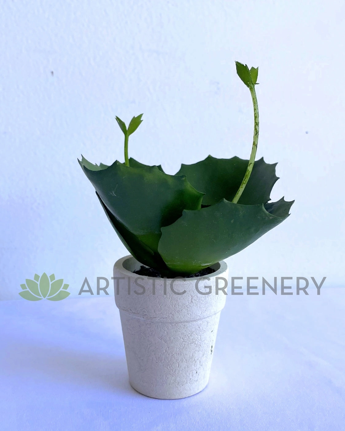 SP0426 Mini Potted Succulent 14cm