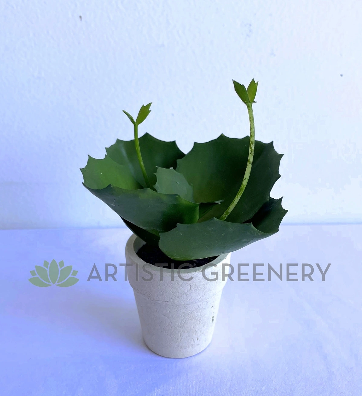 SP0426 Mini Potted Succulent 14cm