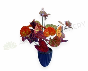 SP0432 Painted-leaf Begonia Bunch 32cm Orange xl flower pot  