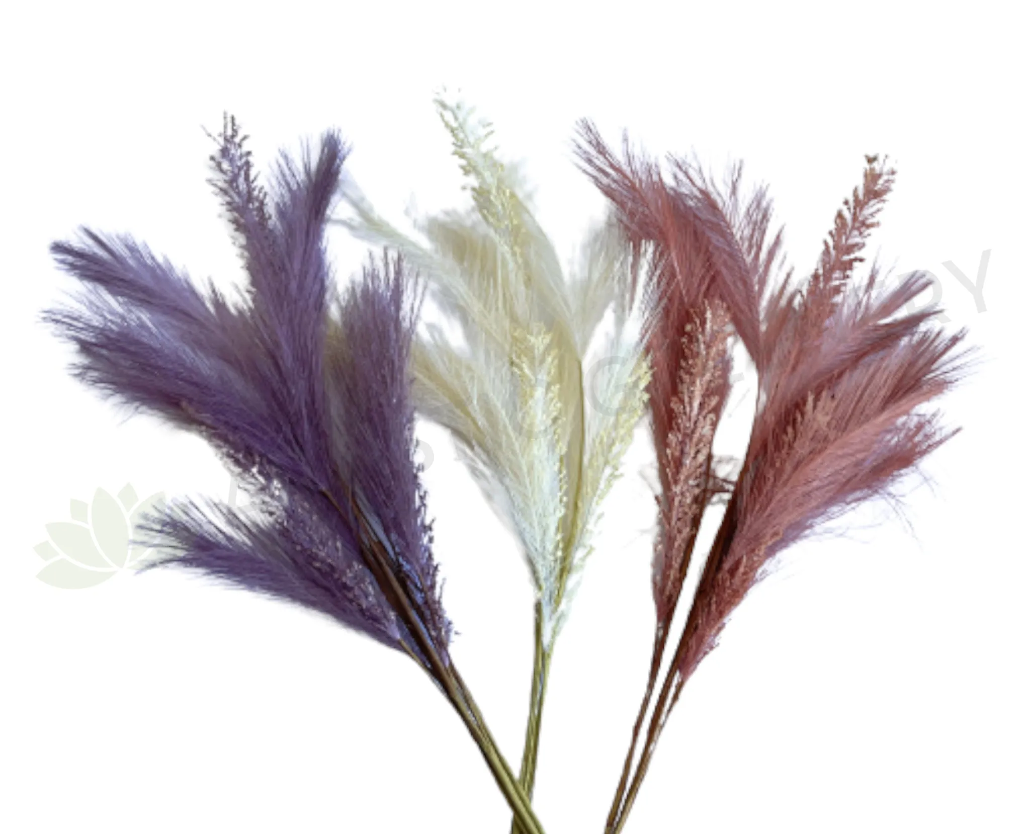 SP0434 Dried Style Pampas Grass Bunch 64cm 3 Colours dried green plant  