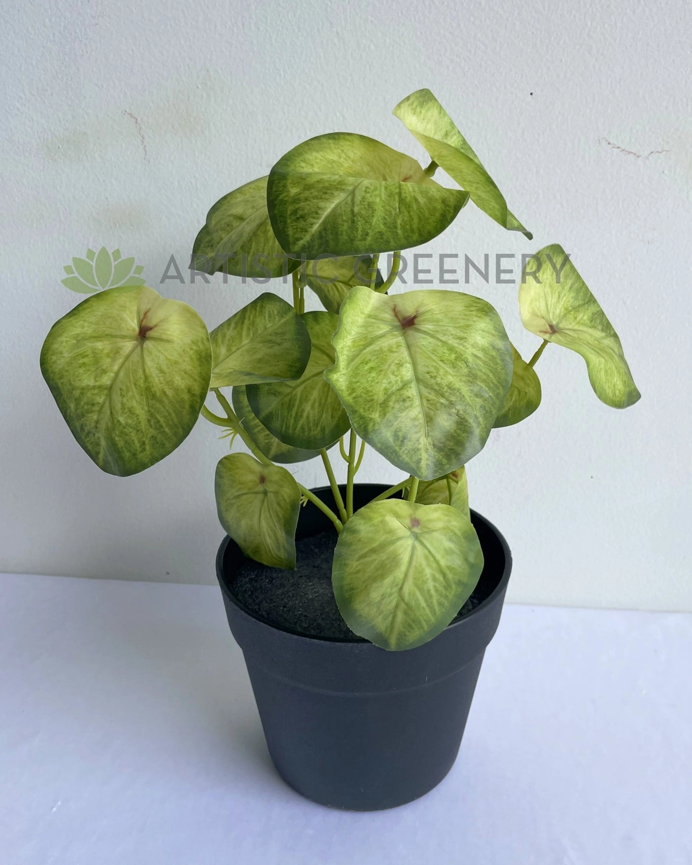 SP0437 Syngonium Roxanna Pink Vein  29cm