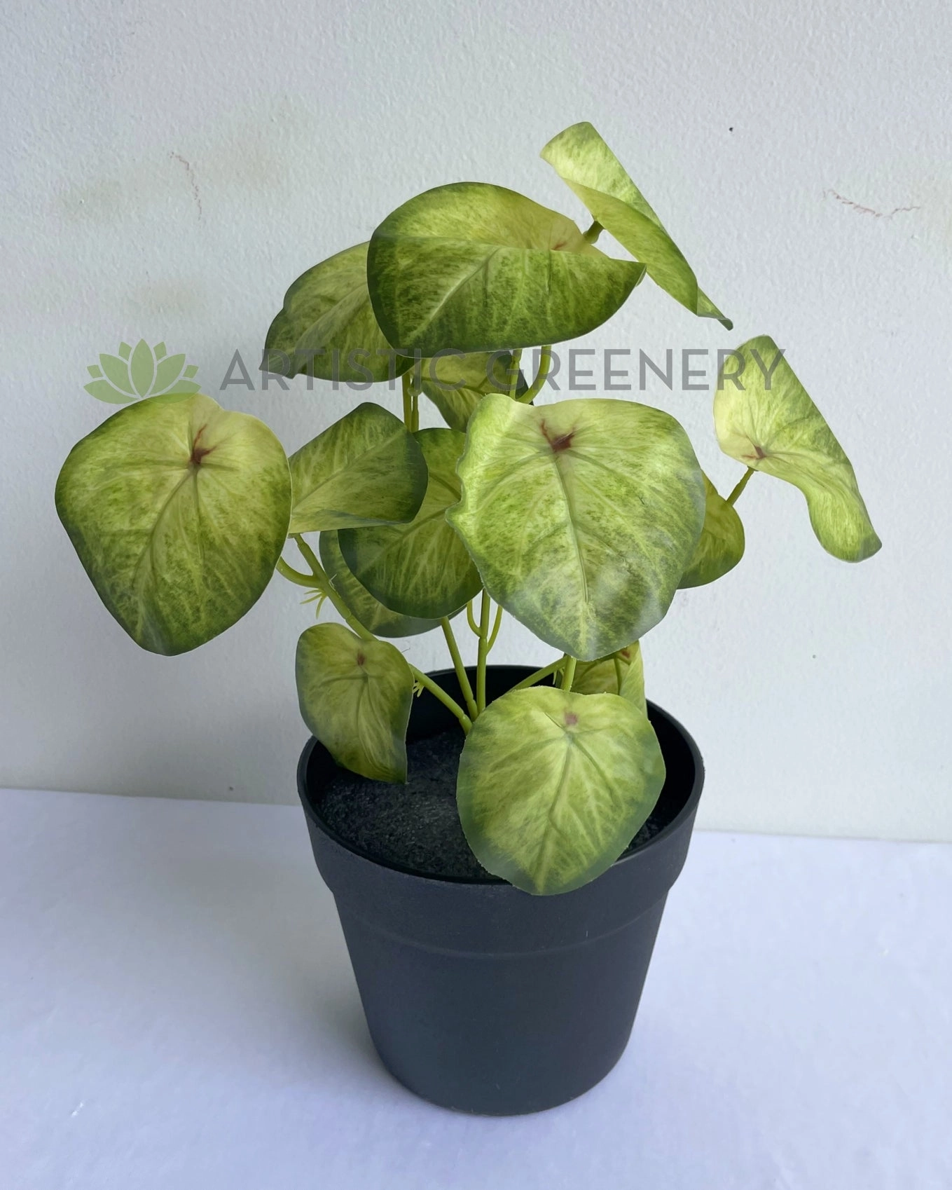 SP0437 Syngonium Roxanna Pink Vein  29cm