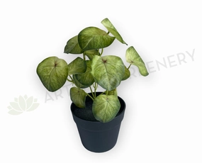 SP0437 Syngonium Roxanna Pink Vein  29cm indoor plant stand  