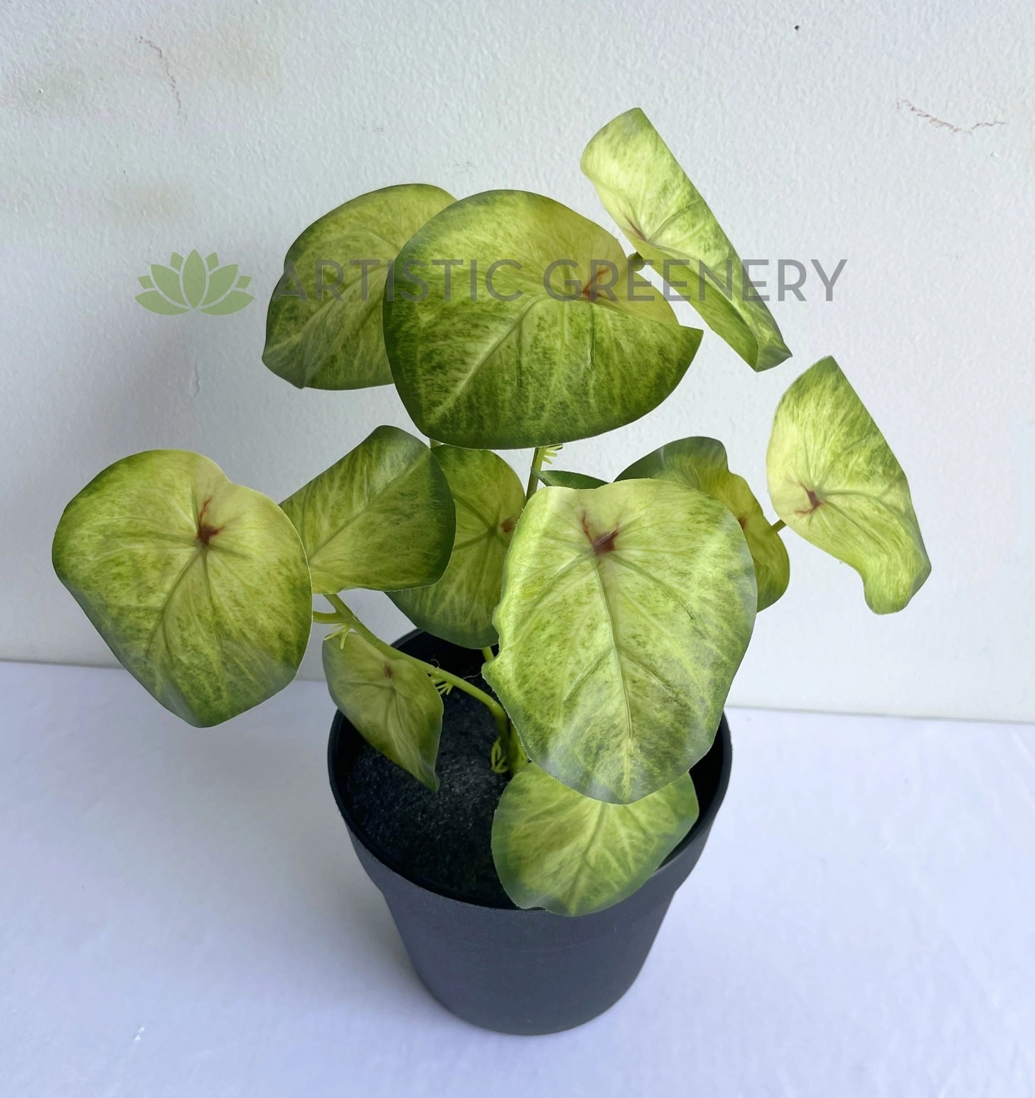 SP0437 Syngonium Roxanna Pink Vein  29cm