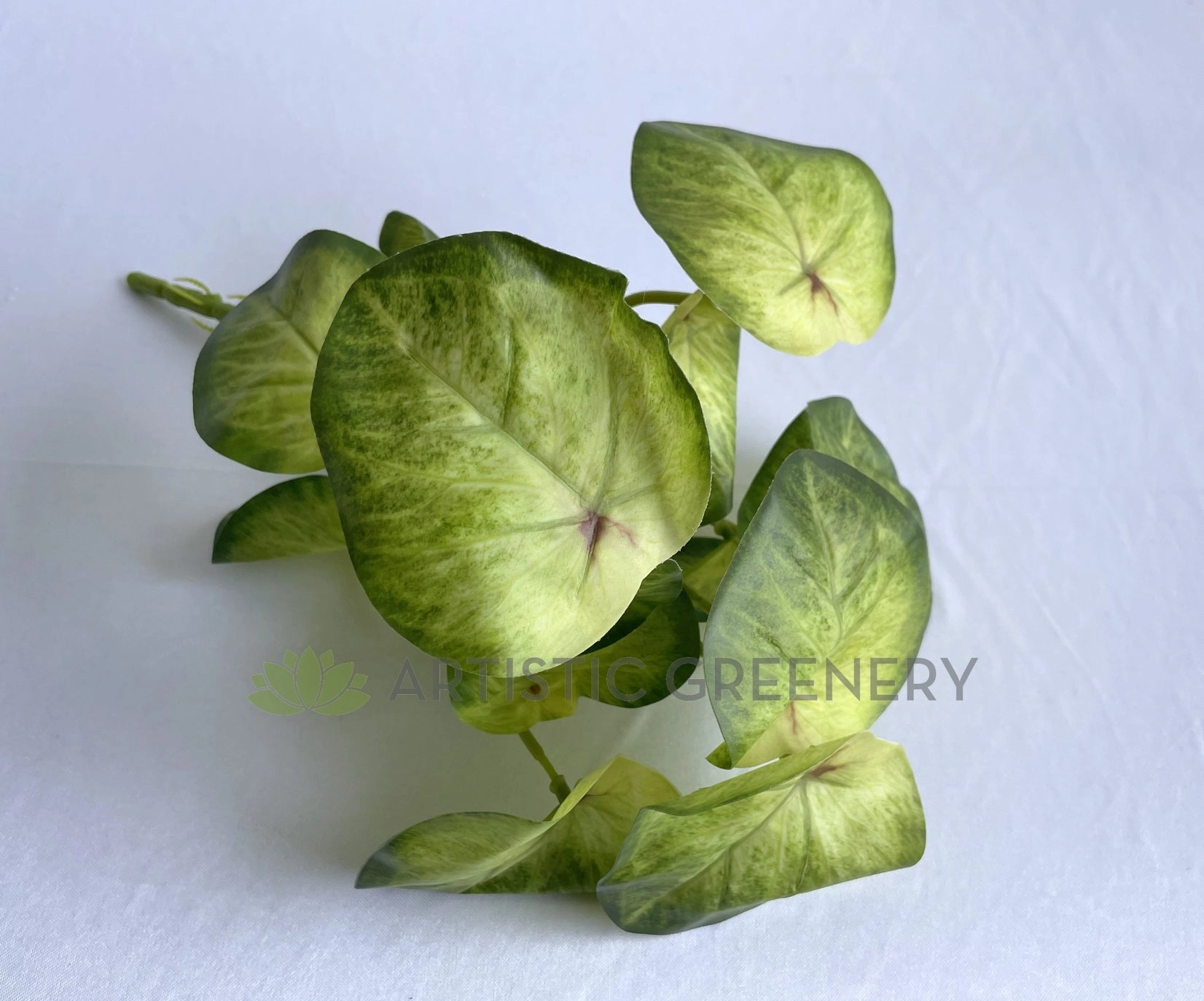 SP0437 Syngonium Roxanna Pink Vein  29cm