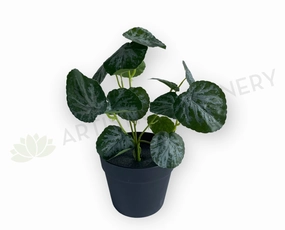 SP0438 Lilypad Begonia 32cm xl flower pot  